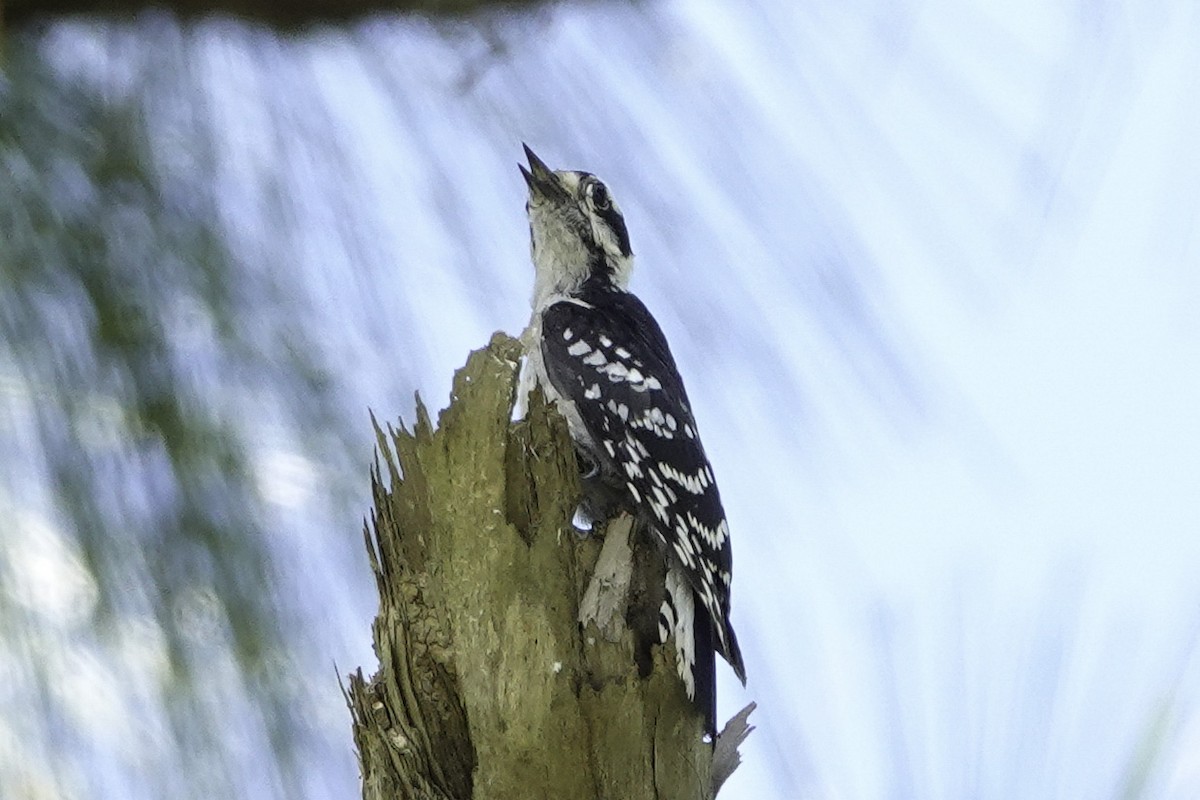 Downy Woodpecker - ML245411131