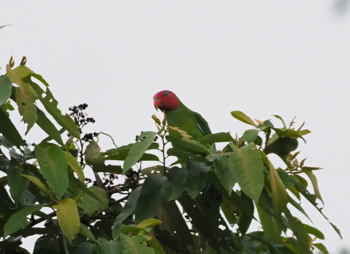 Red-cheeked Parrot - Stephan Lorenz