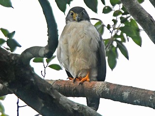  - Slaty-backed Forest-Falcon