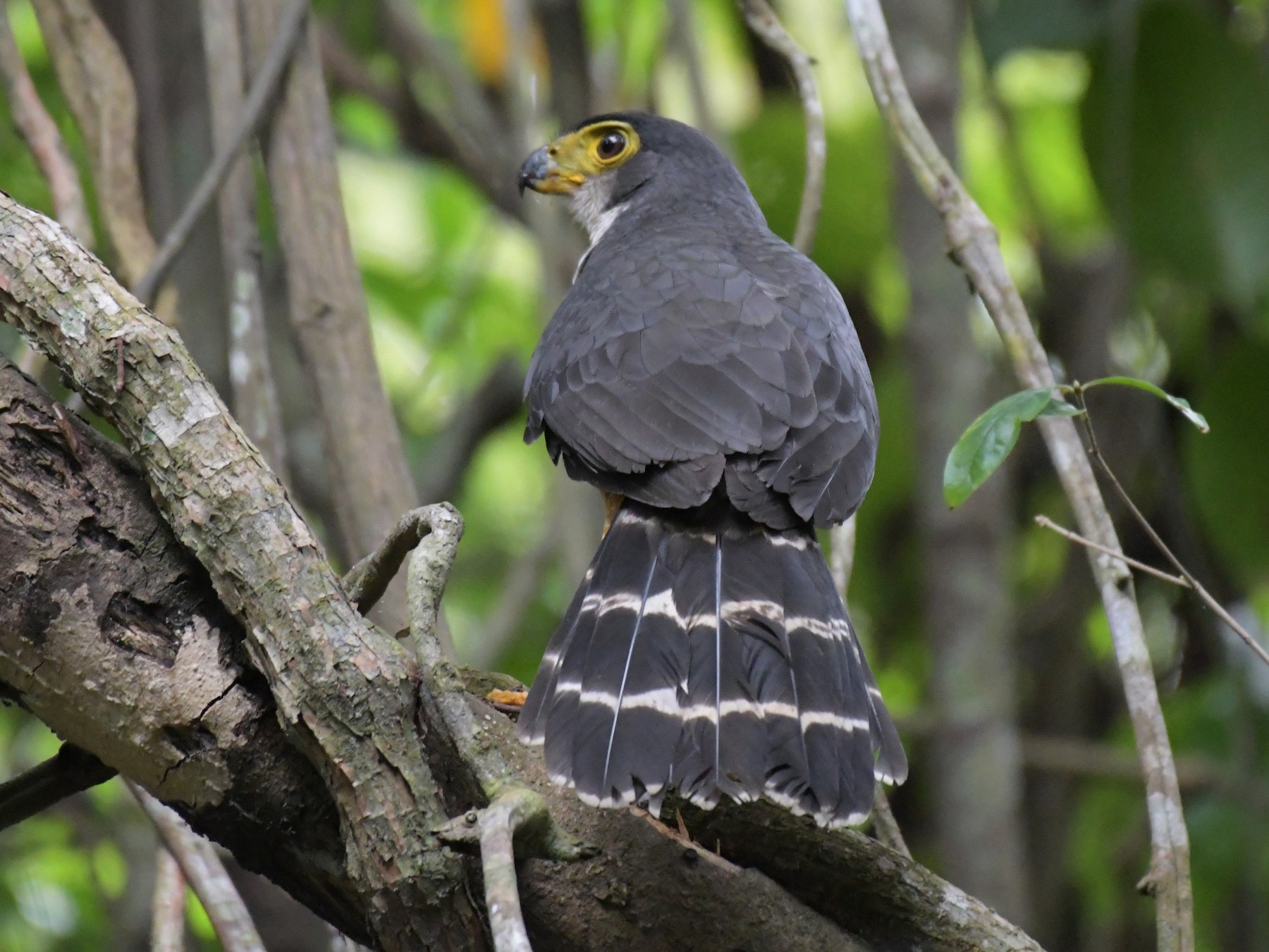 Slaty-backed Forest-Falcon - Paula Theobald