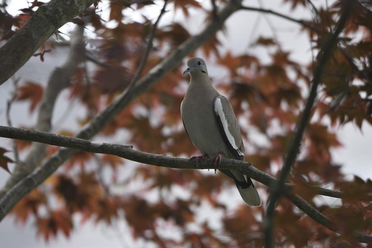 White-winged Dove - ML245416321