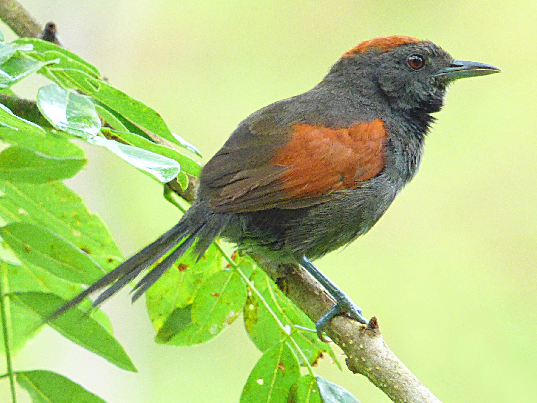 Slaty Spinetail - EBird