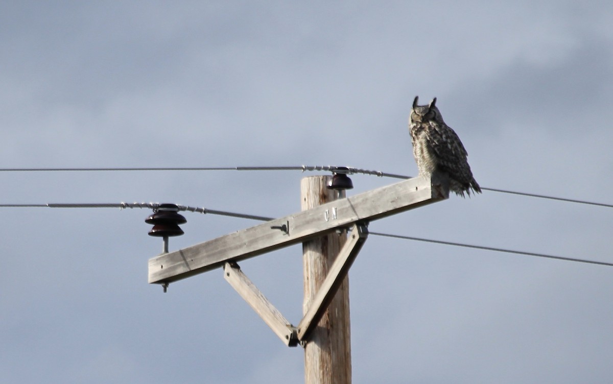 Great Horned Owl - ML245419301