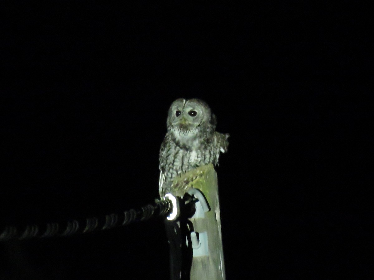 Tawny Owl - Jana Marco