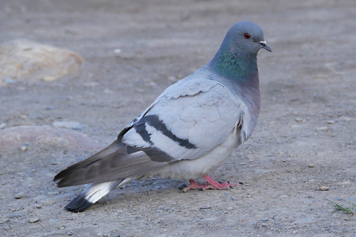 Pigeon des rochers - ML245421061