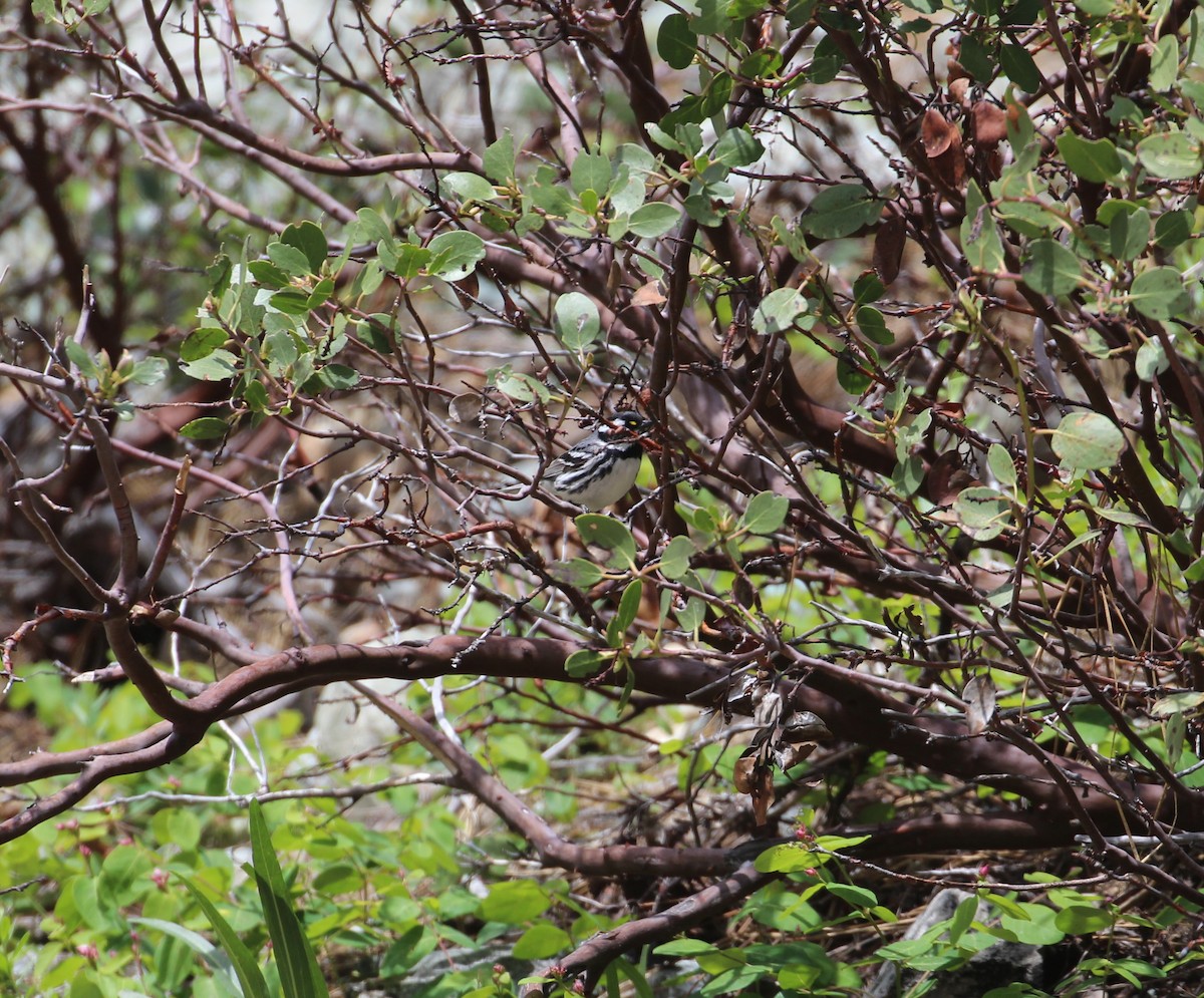 Black-throated Gray Warbler - Lucas Corneliussen