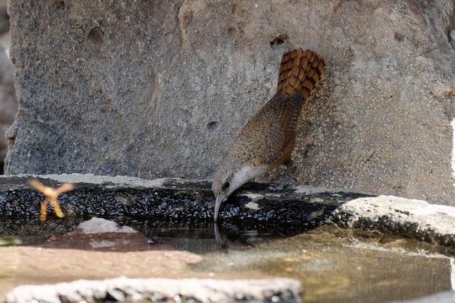 A bird at standing water - Canyon Wren - 