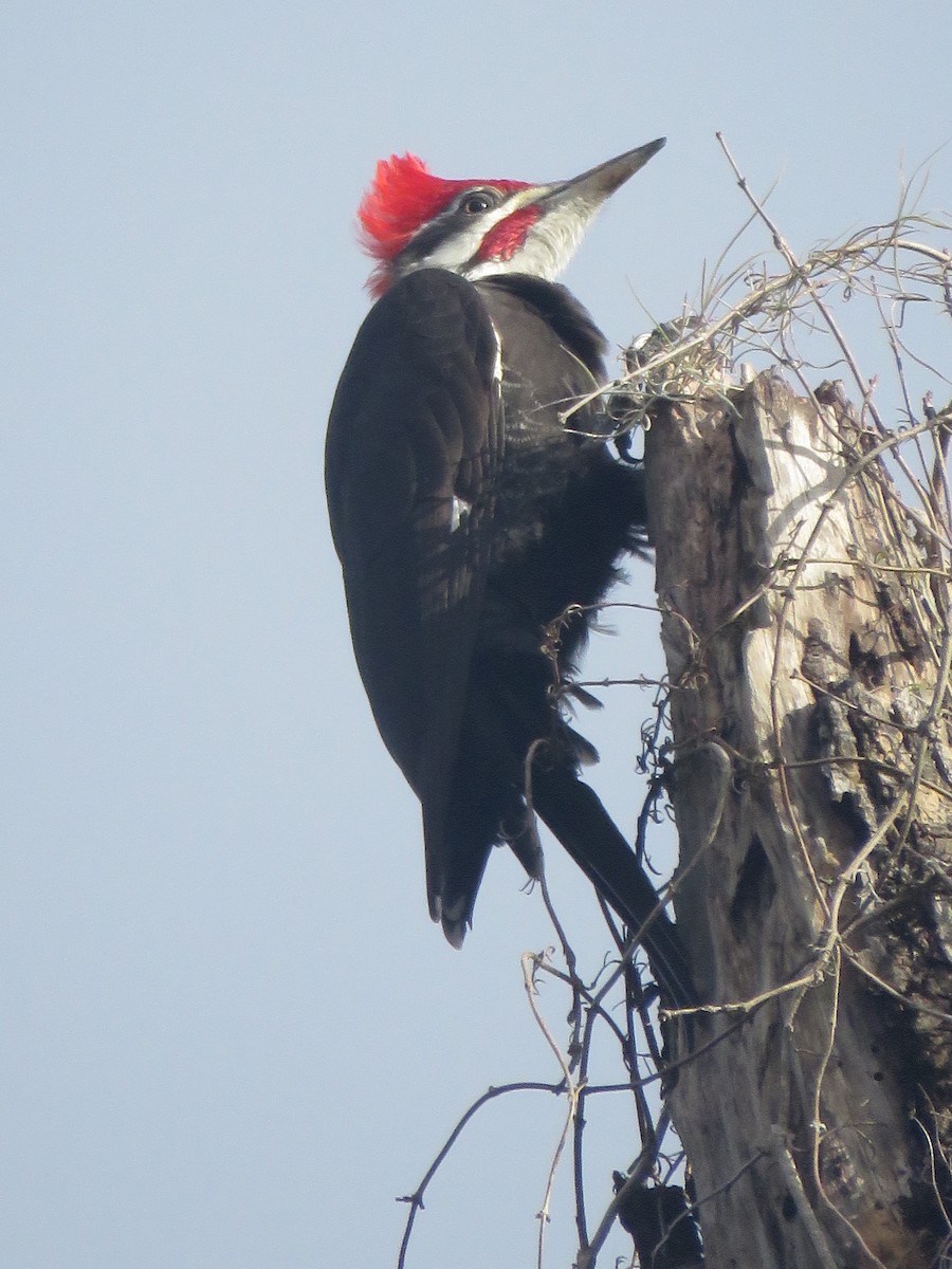 Pileated Woodpecker - ML24543351
