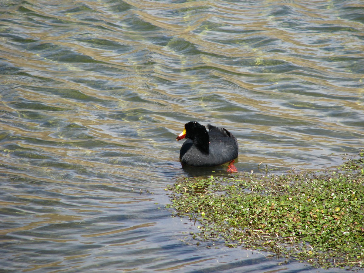 Giant Coot - ML245433781