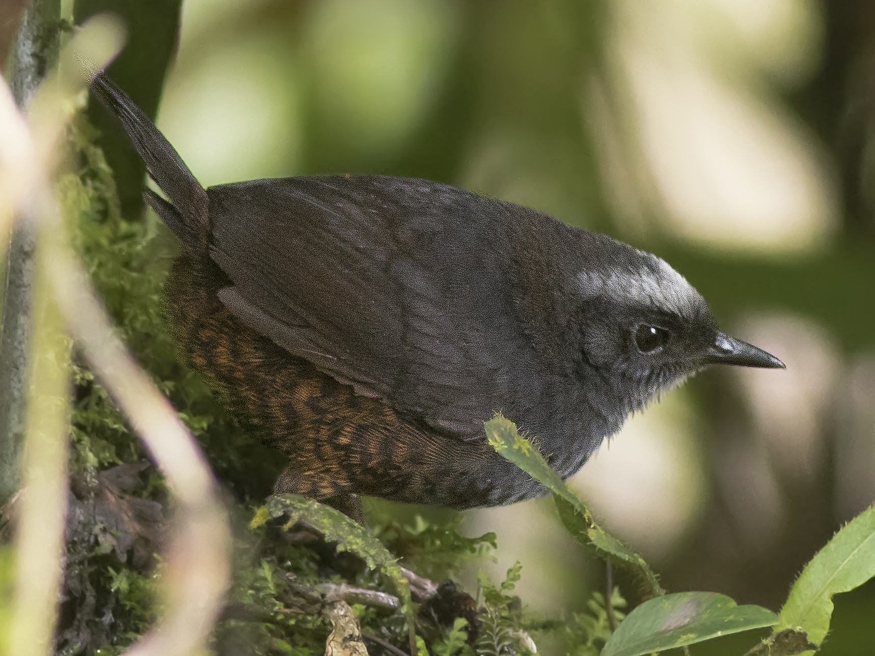 Silvery-fronted Tapaculo - Guillermo  Saborío Vega