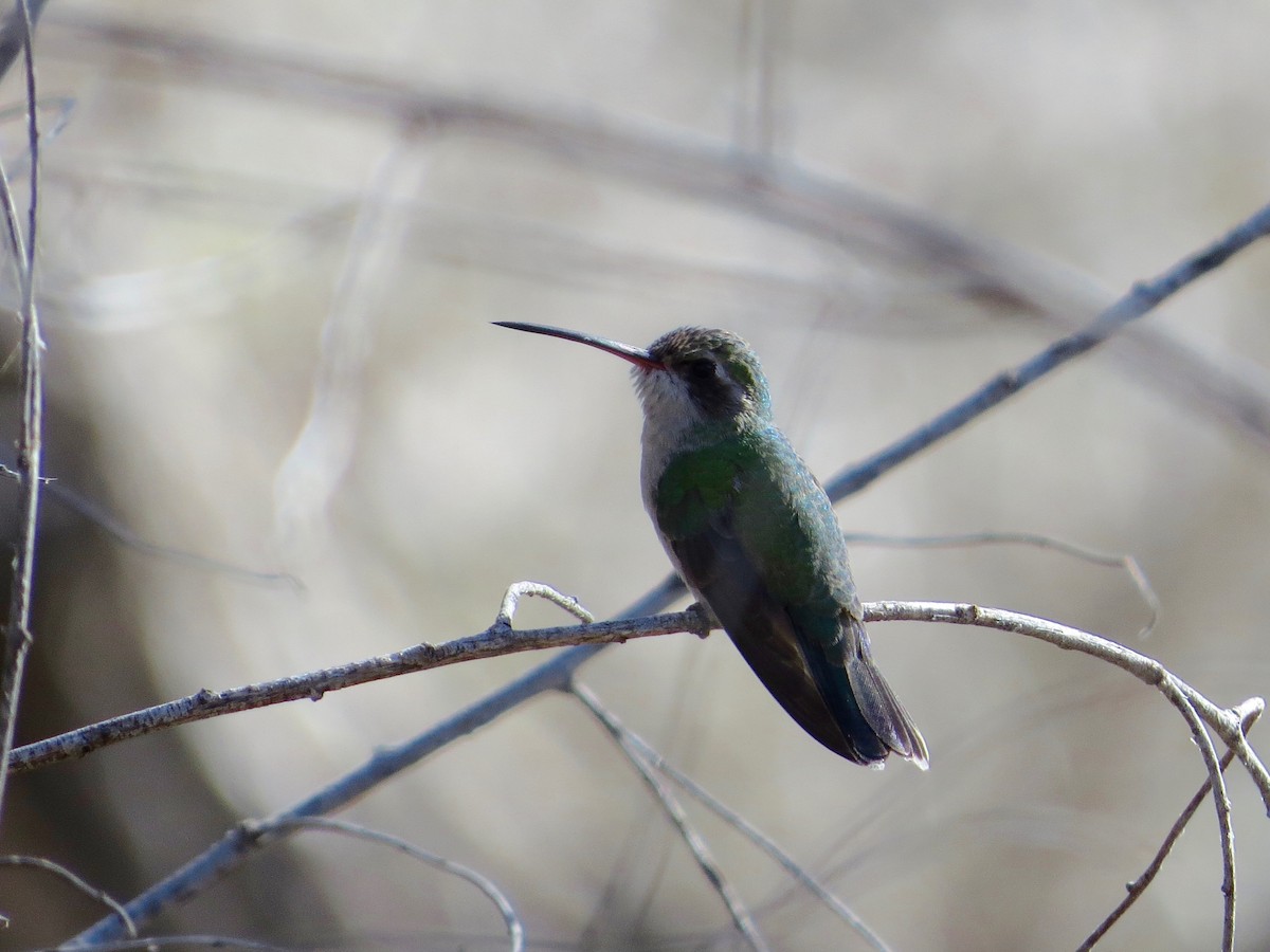 Broad-billed Hummingbird - ML24543751