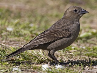  - Shiny Cowbird