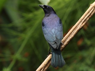  - Shiny Cowbird