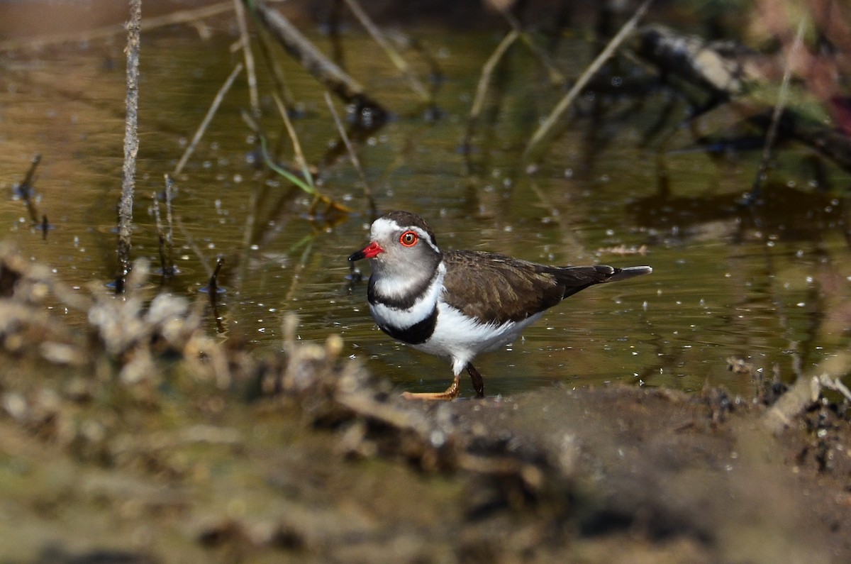 Three-banded Plover - Watter AlBahry