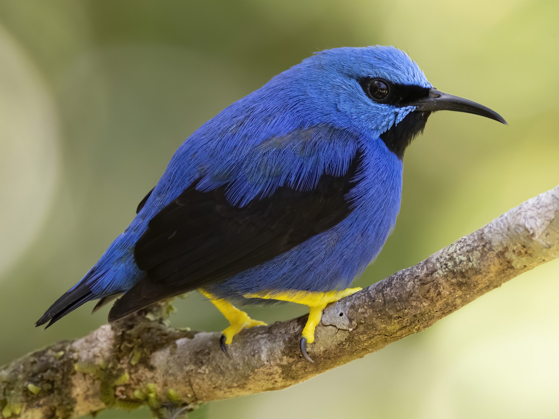 Shining Honeycreeper - Peter Hawrylyshyn