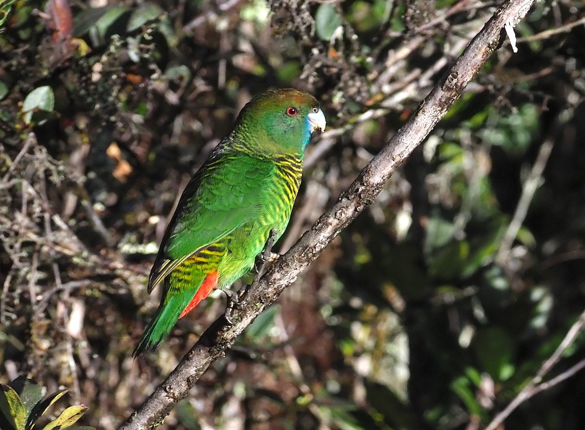 Painted Tiger-Parrot - ML245440701