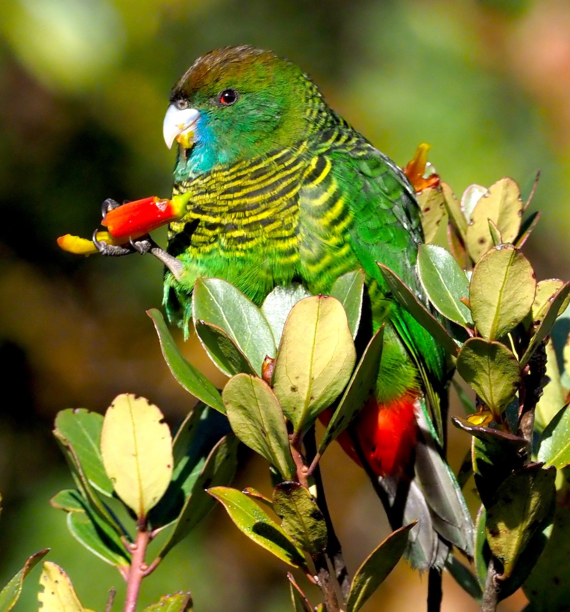 Painted Tiger-Parrot - ML245441121