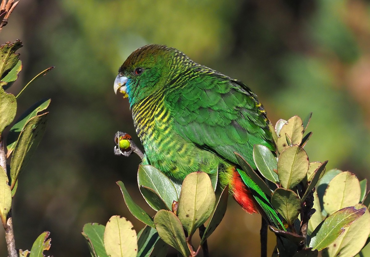 Painted Tiger-Parrot - ML245441641