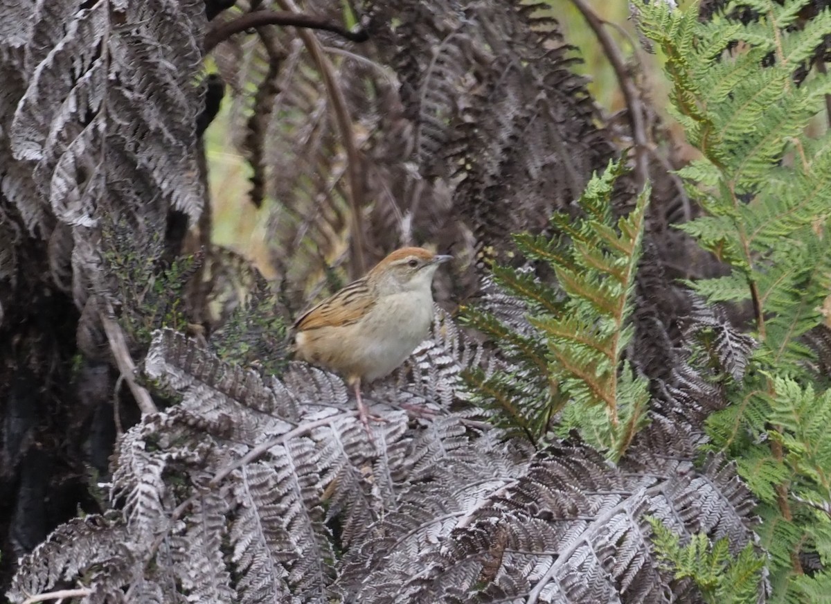 Papuan Grassbird - ML245443751