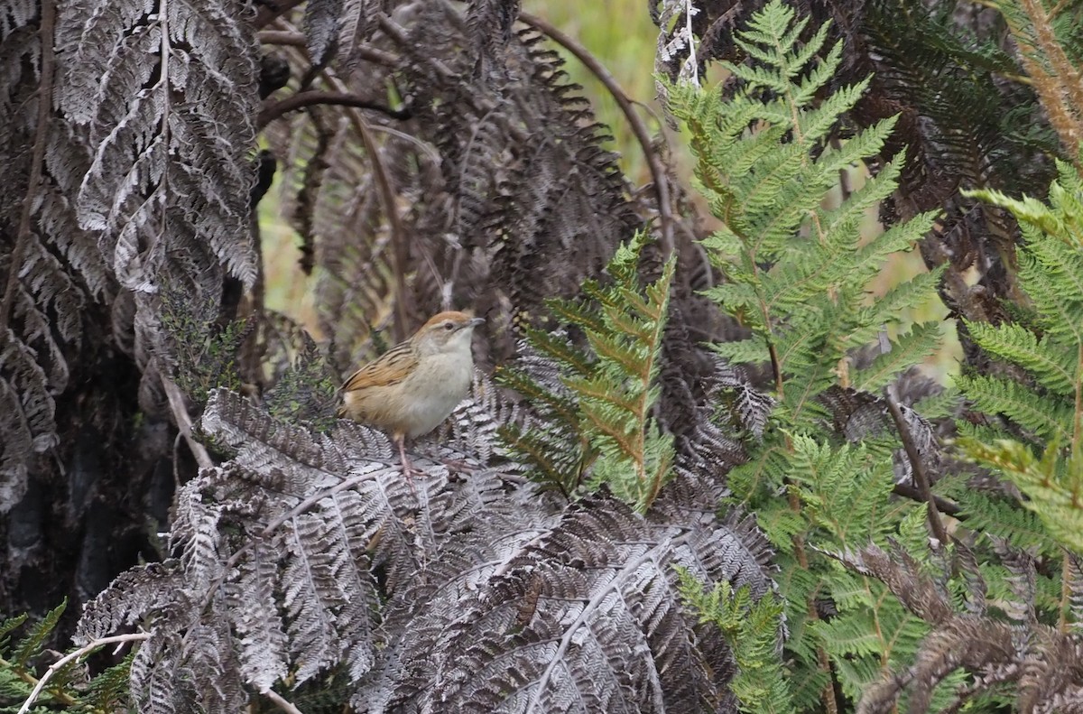 Papuan Grassbird - ML245443841
