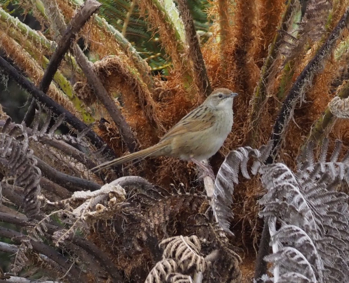 Papuan Grassbird - ML245444321