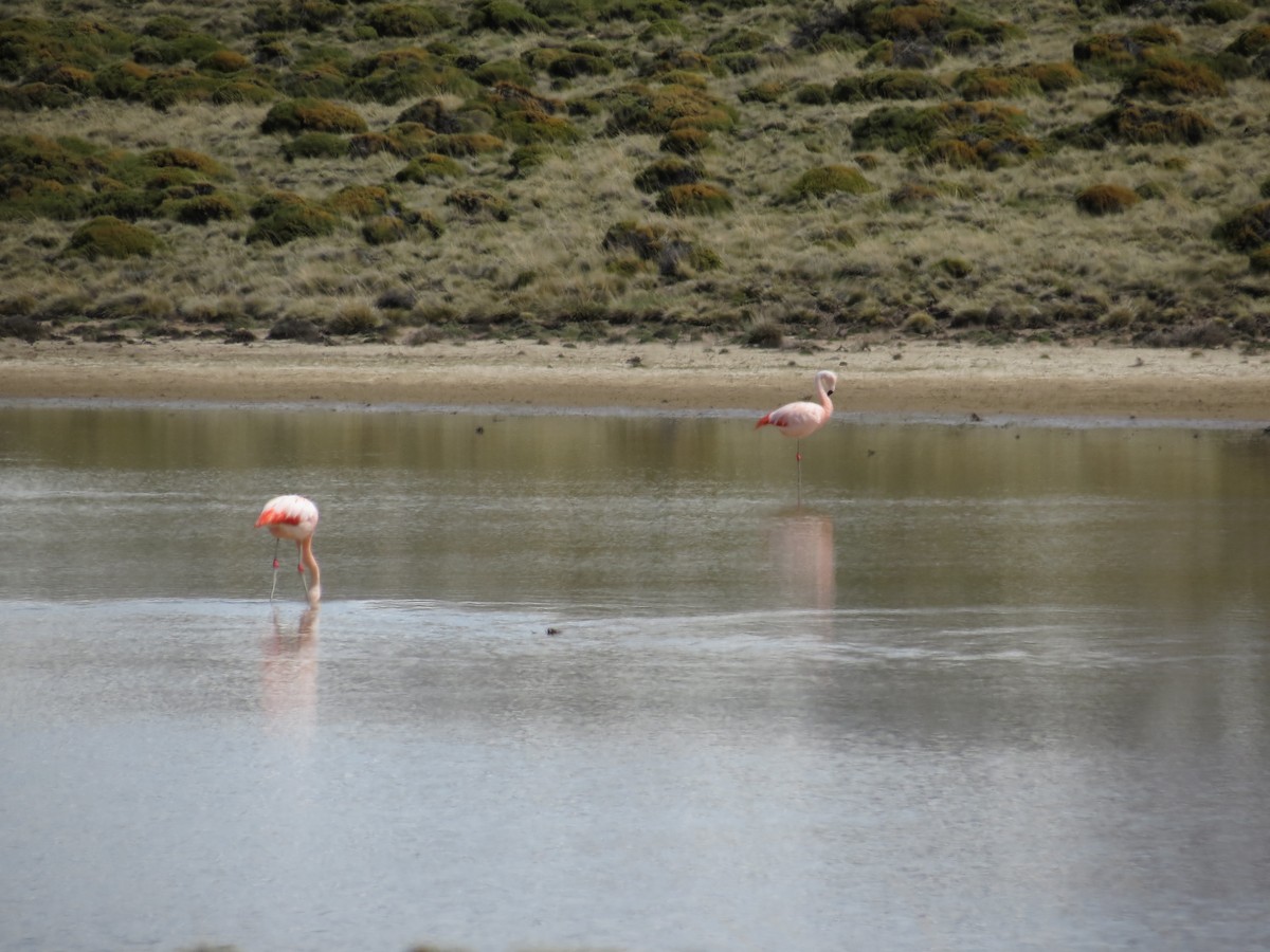 Şili Flamingosu - ML245444561