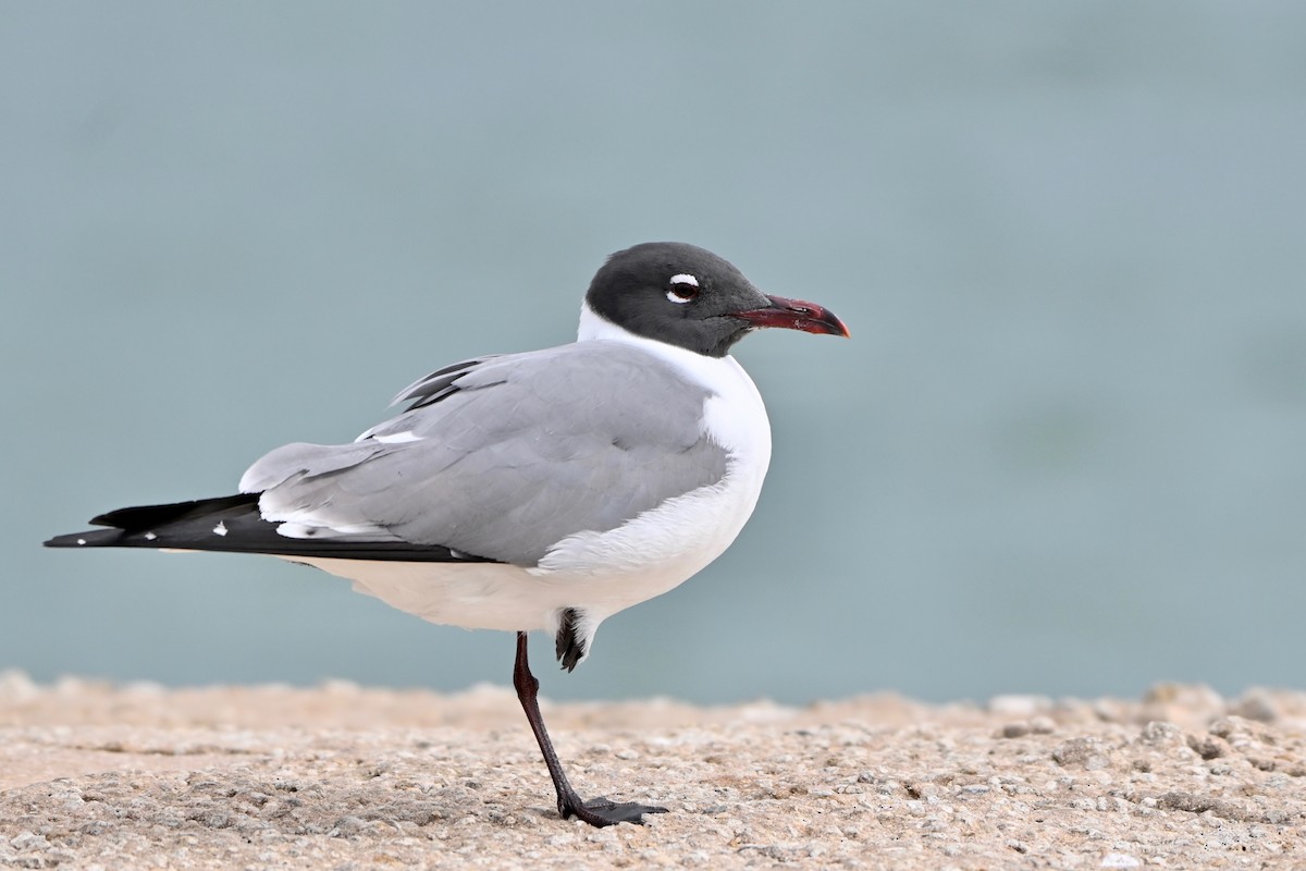 Laughing Gull - Mollie Ficker