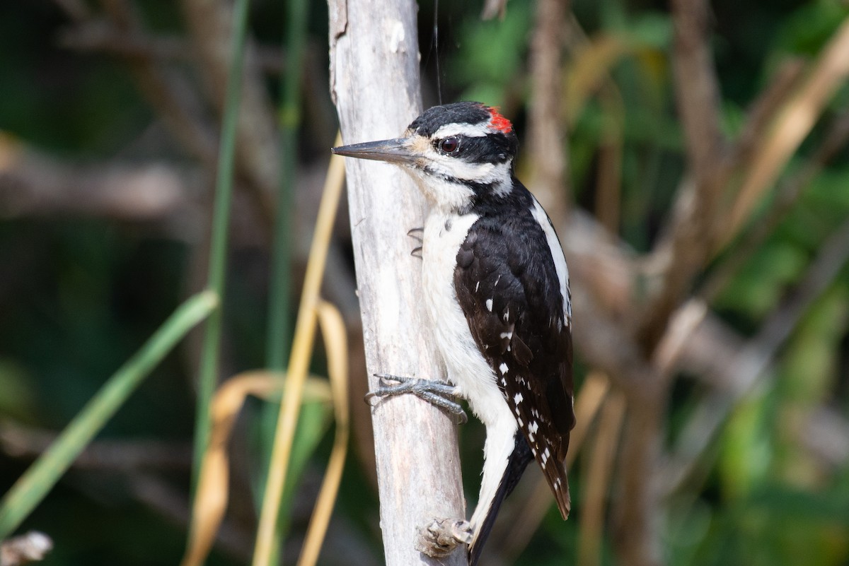 Hairy Woodpecker - ML245444951