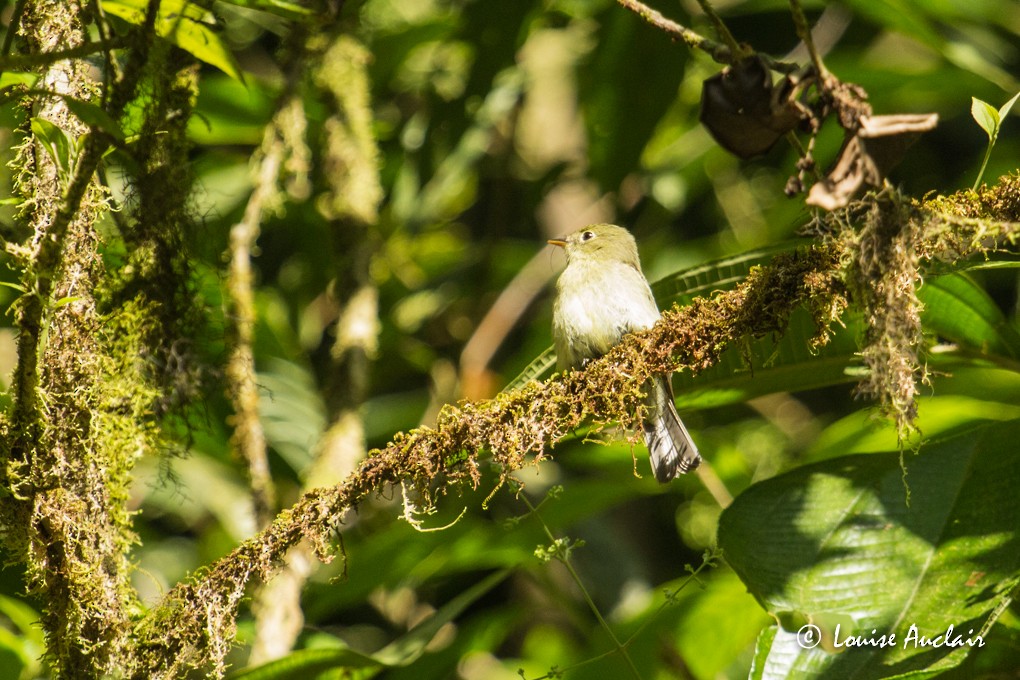 Yellow-bellied Flycatcher - Louise Auclair