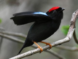 ハリオセアオマイコドリ - eBird