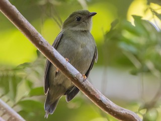 ハリオセアオマイコドリ - eBird