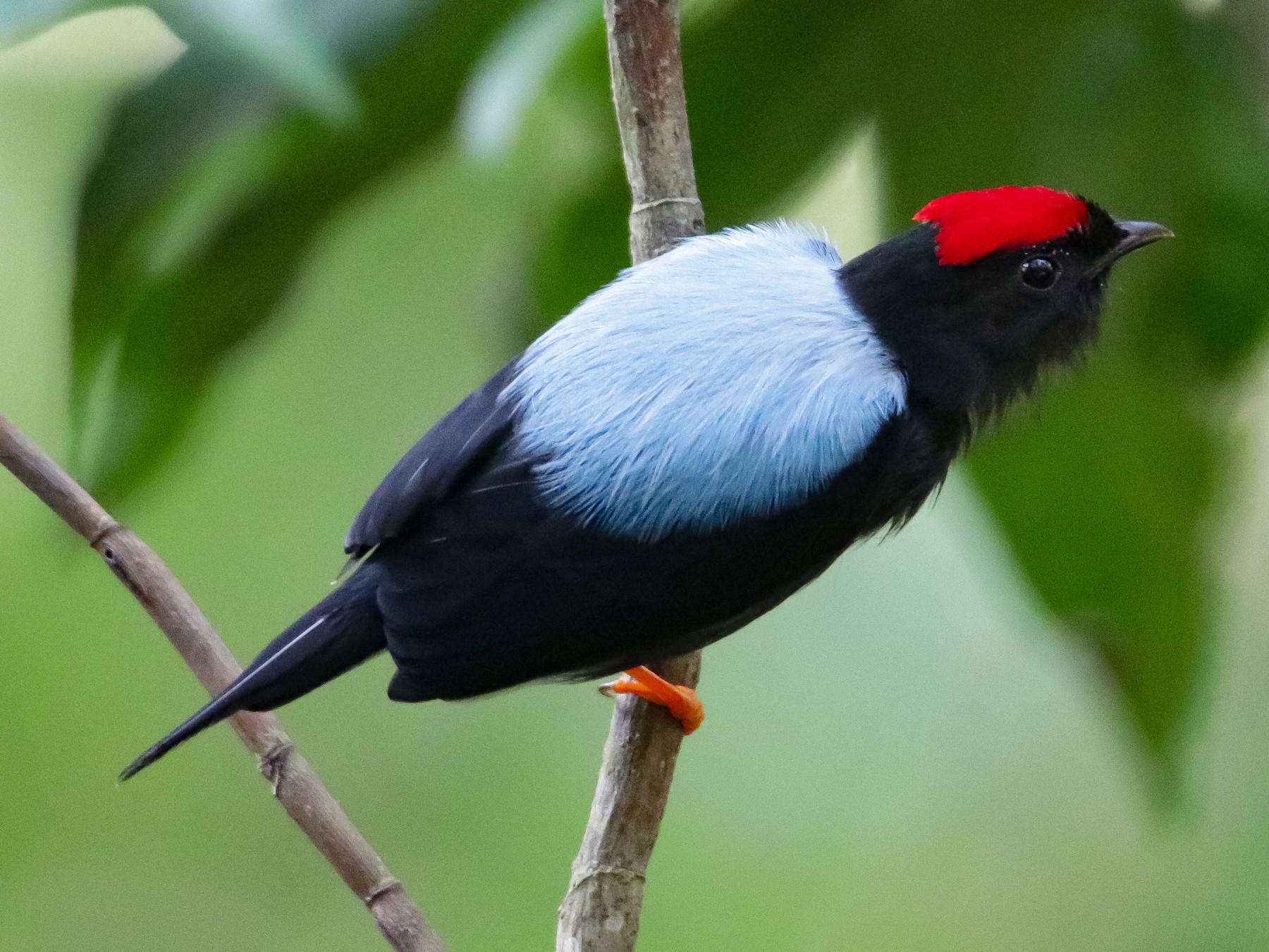 Lance-tailed Manakin - Aitor Gonzalo