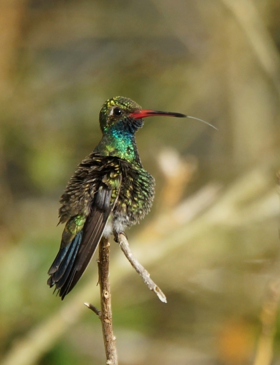 Broad-billed Hummingbird - Teri Zambon True