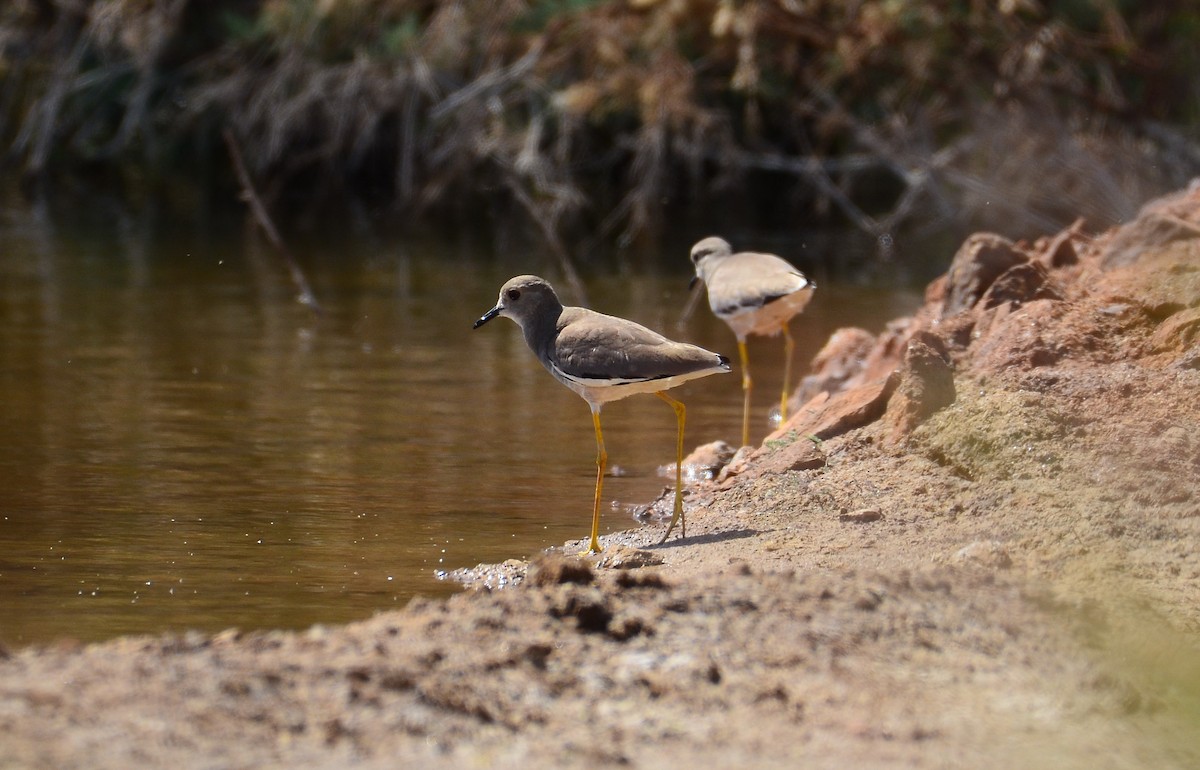 White-tailed Lapwing - Watter AlBahry