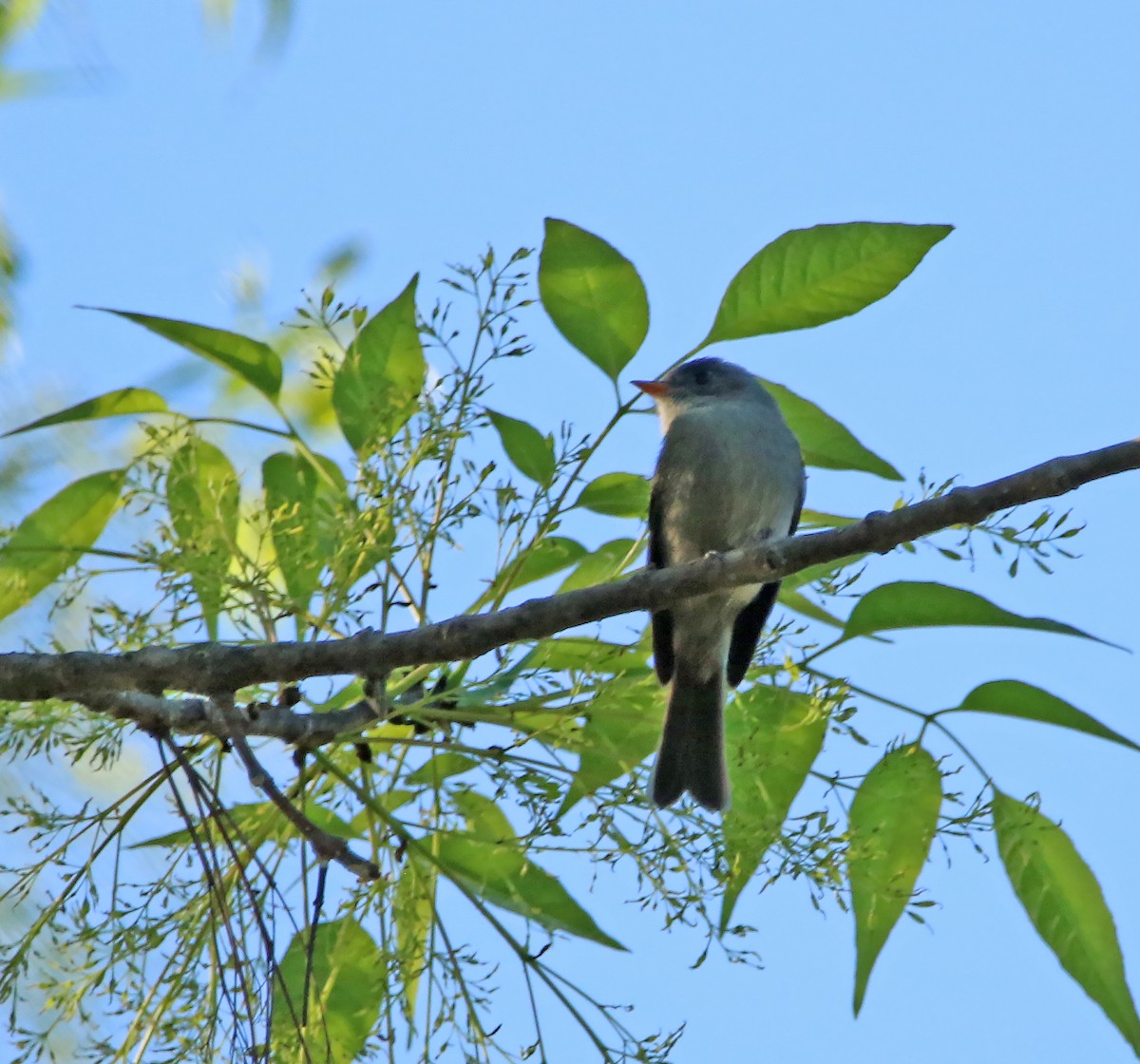 Southern Tropical Pewee - Anelisa  Magalhães