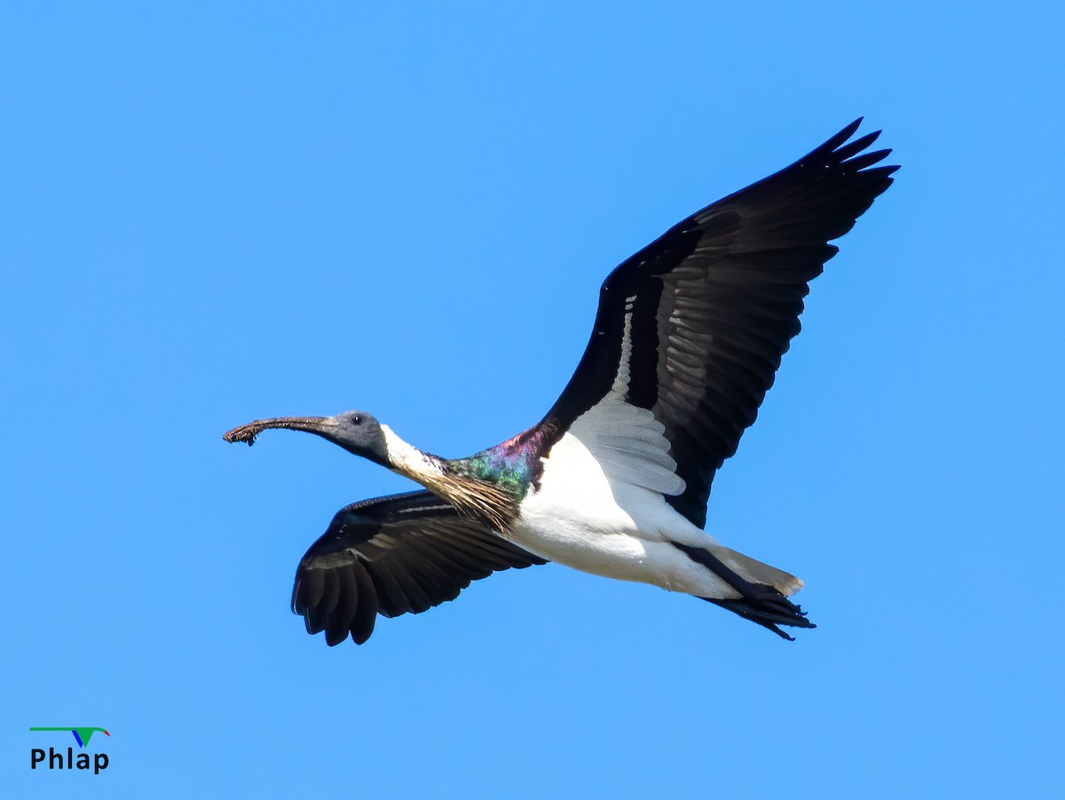 ibis slámokrký - ML245462151