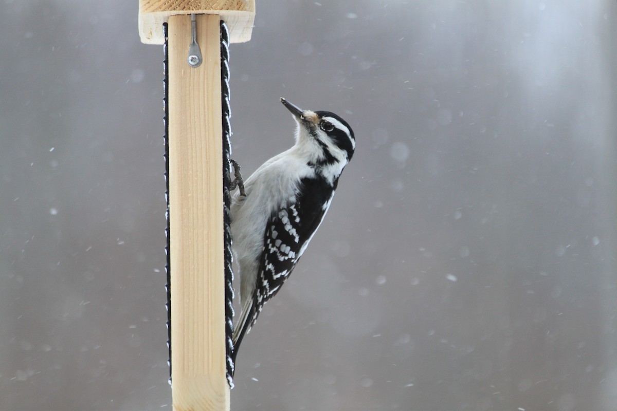 Hairy Woodpecker - Cherith Janes