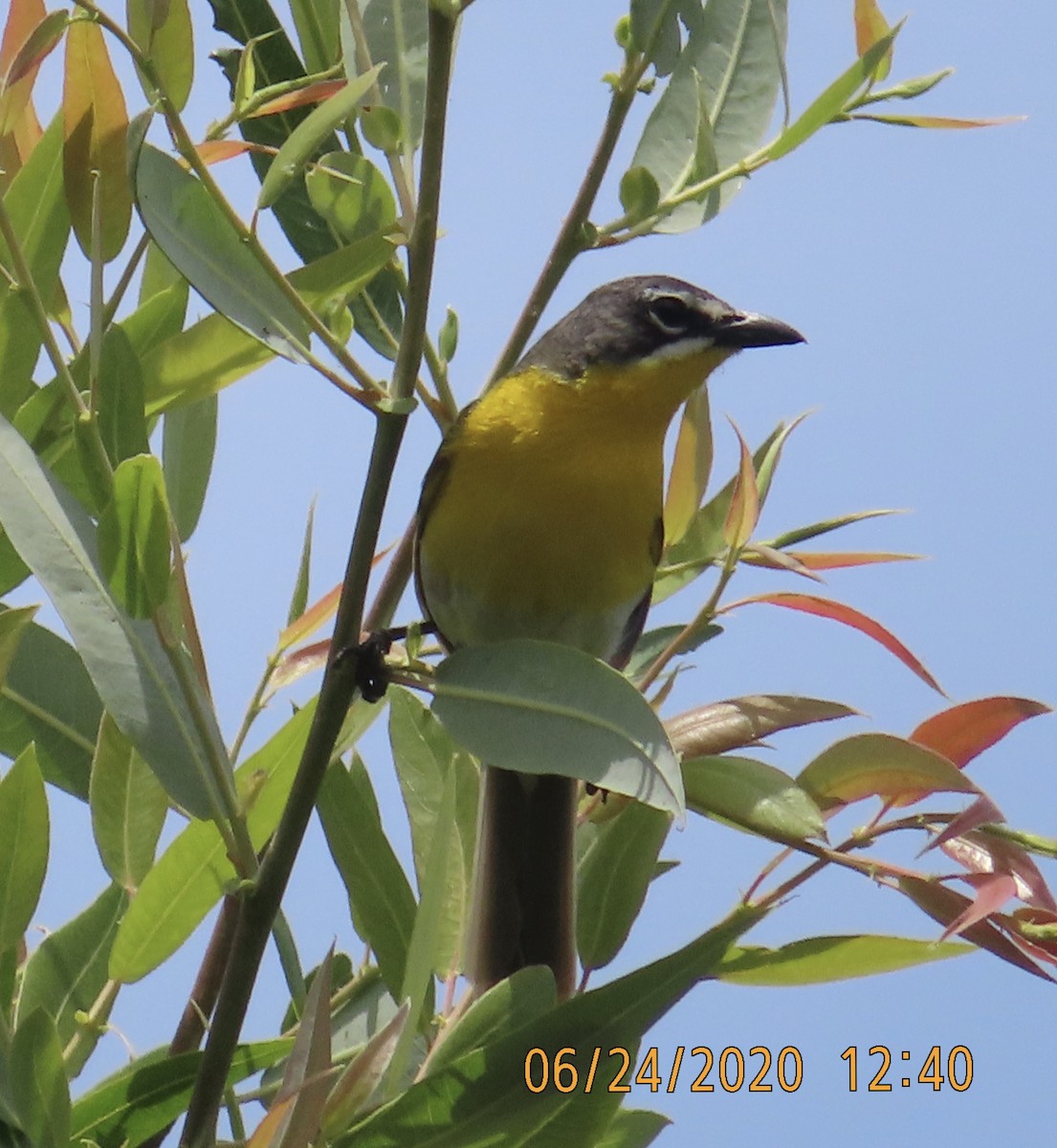 Yellow-breasted Chat - ML245470751