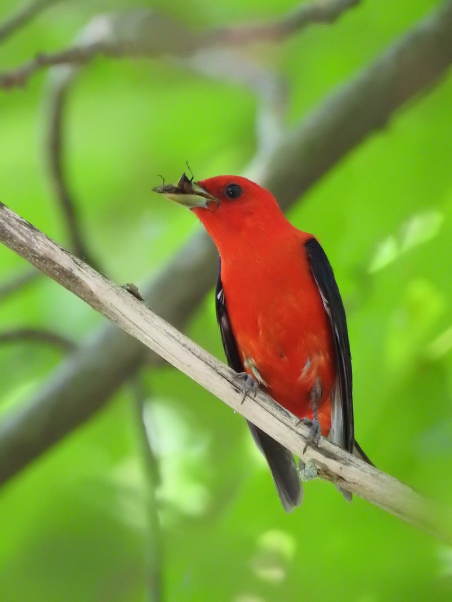 Scarlet Tanager - ML245473901