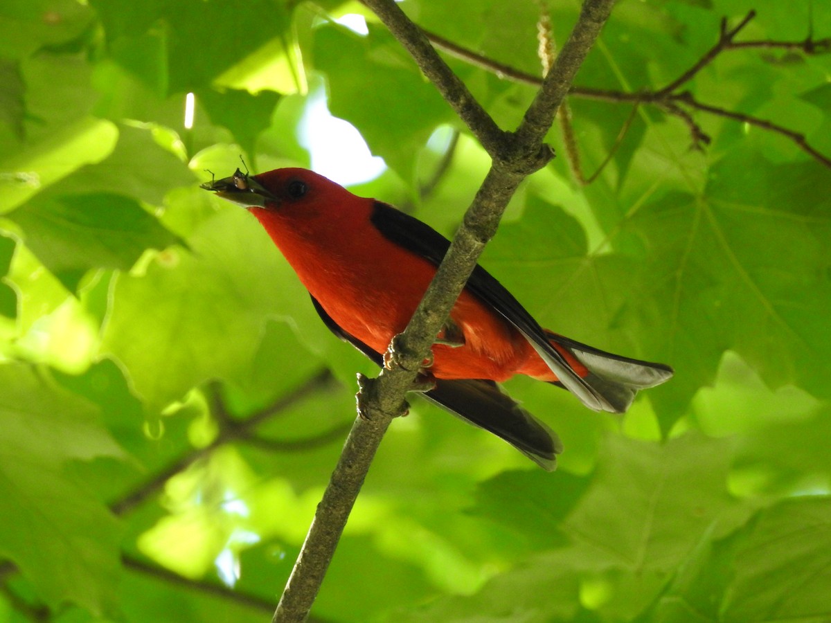 Scarlet Tanager - ML245473961
