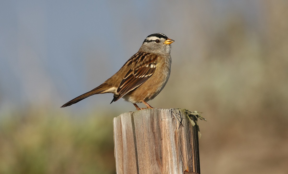 White-crowned Sparrow - ML245474231