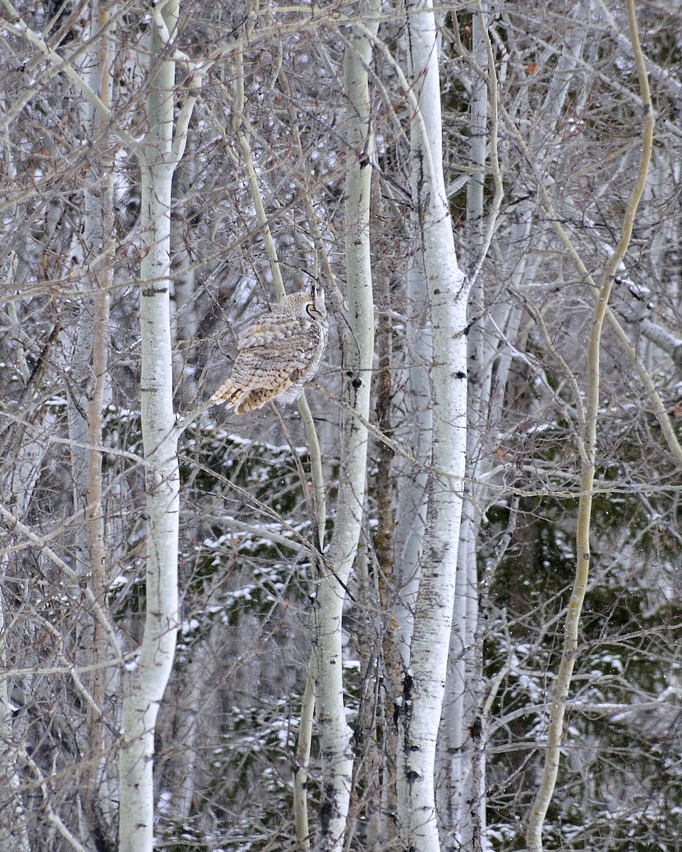 Great Horned Owl - ML24547941