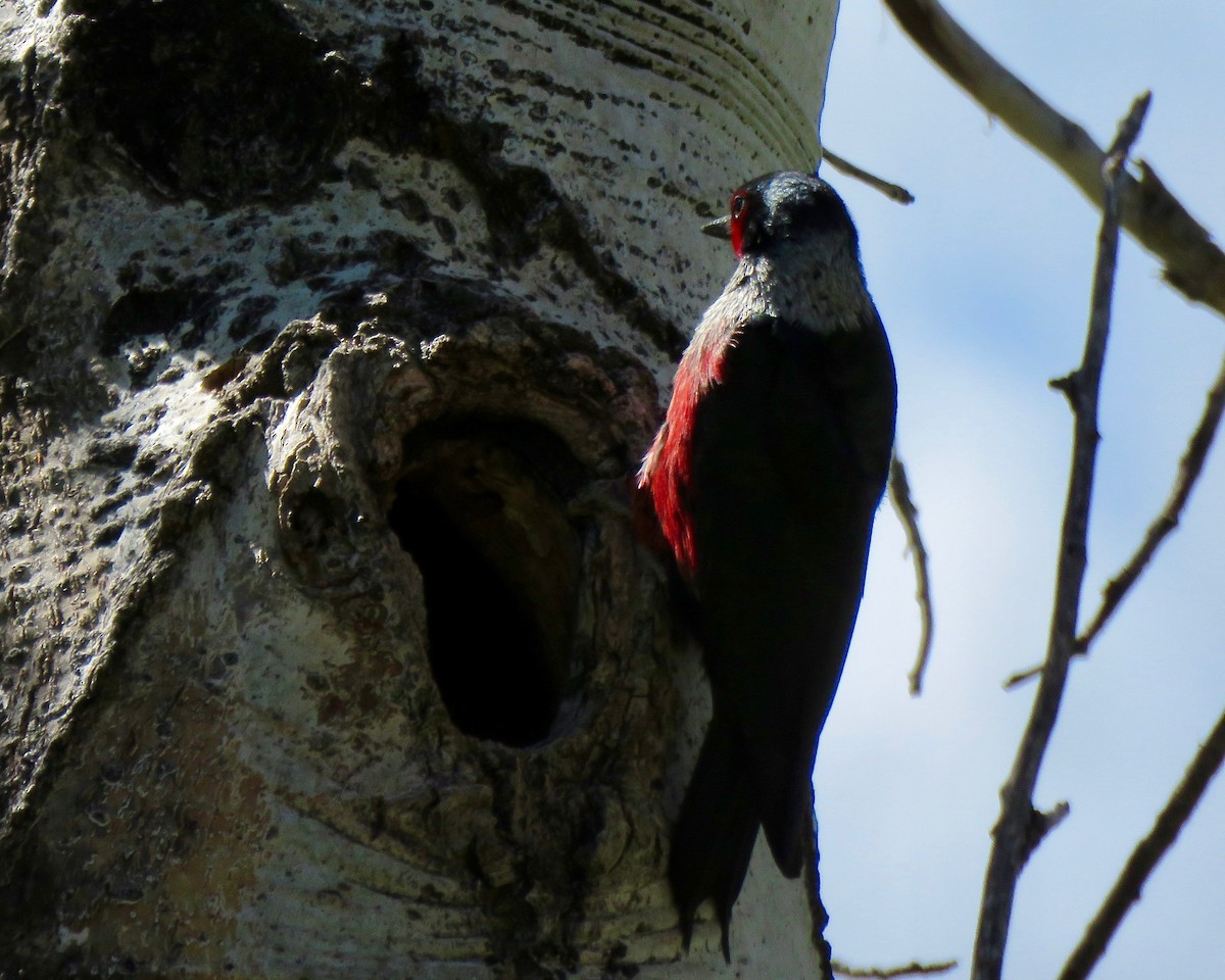 Lewis's Woodpecker - Sally Watt
