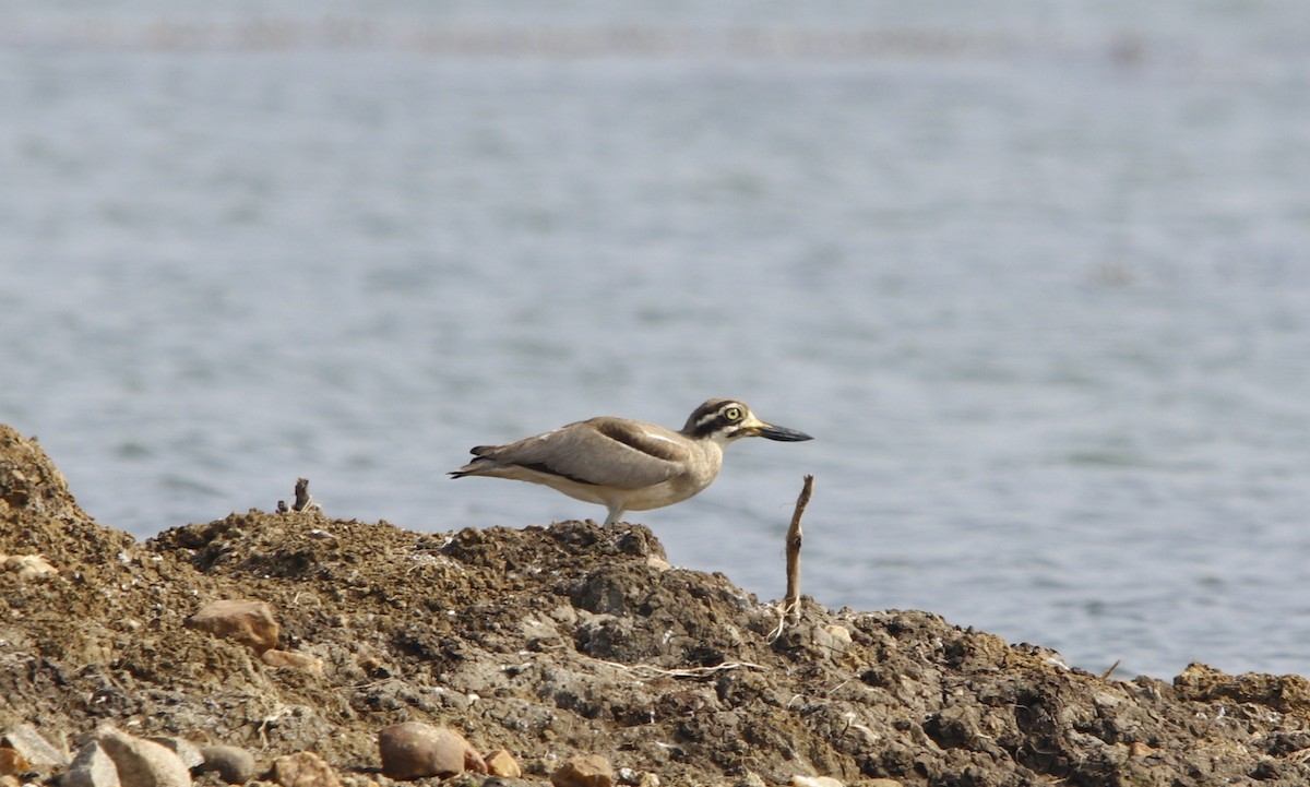 Great Thick-knee - ML245487331