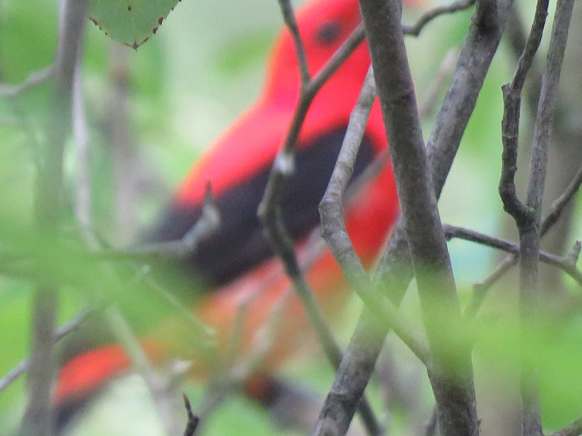 Scarlet Tanager - ML245490221