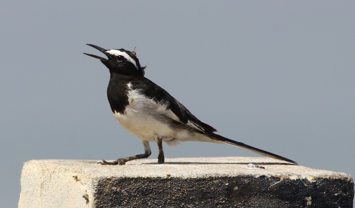 White-browed Wagtail - ML245490431
