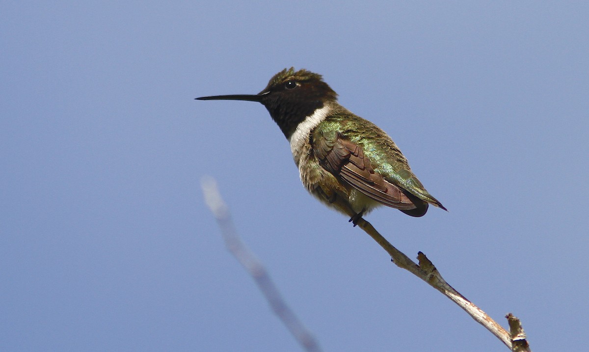 Black-chinned Hummingbird - Jerry Liguori