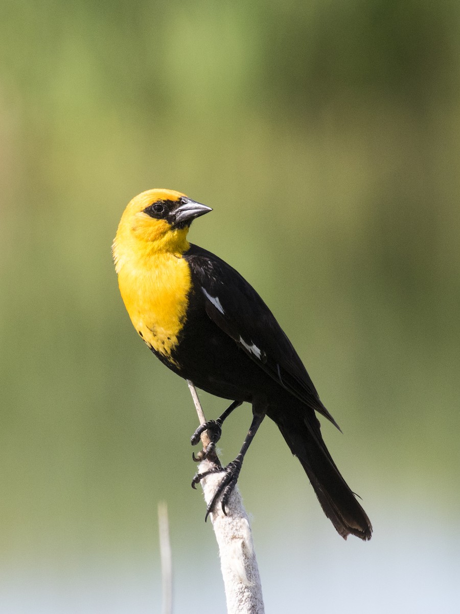 Yellow-headed Blackbird - Bob Martinka