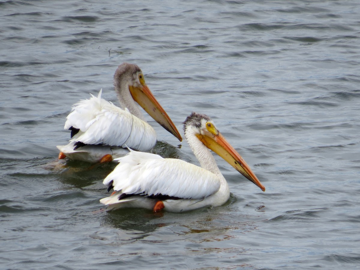 American White Pelican - Asher  Warkentin