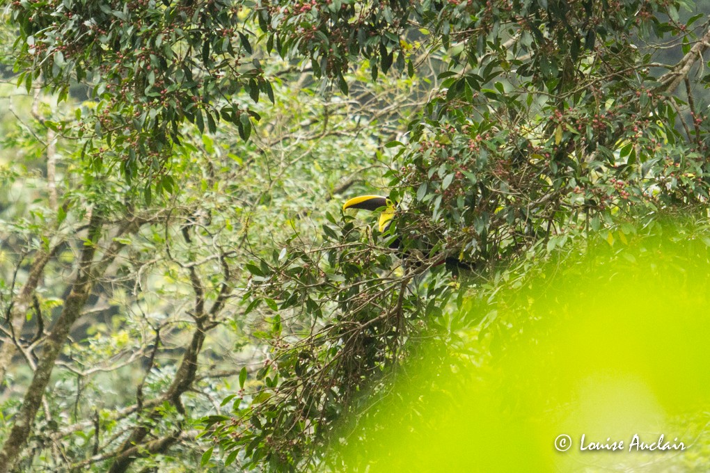 Yellow-throated Toucan - Louise Auclair